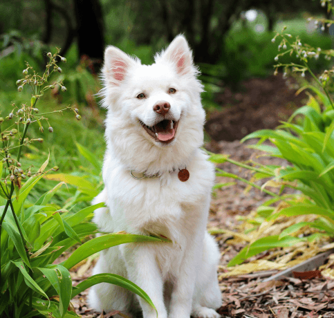 Tailwagpets